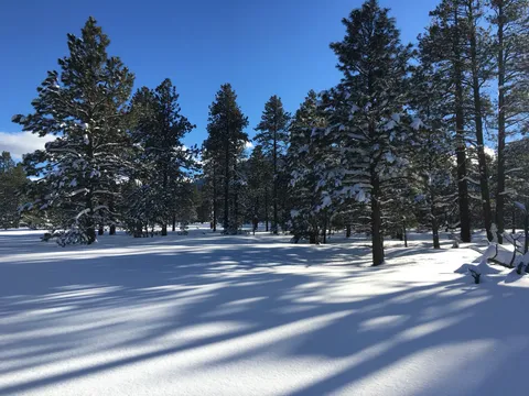 Snowy ponderosa pines in Flagstaff